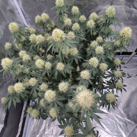 Slurricane growlog timeline photo