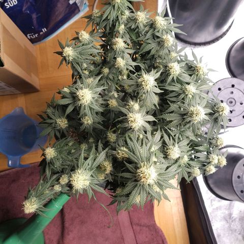 Slurricane growlog timeline photo