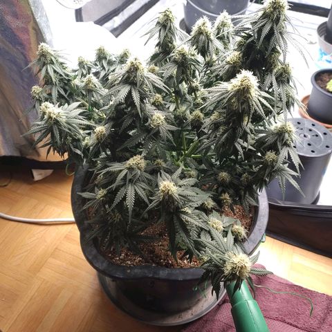 Slurricane growlog timeline photo