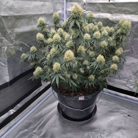 Slurricane growlog timeline photo