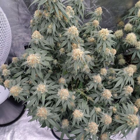 Slurricane growlog timeline photo