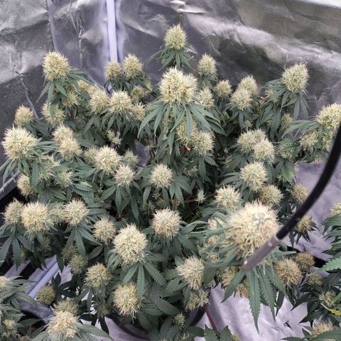 Slurricane growlog timeline photo