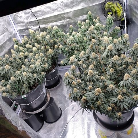 Slurricane growlog timeline photo