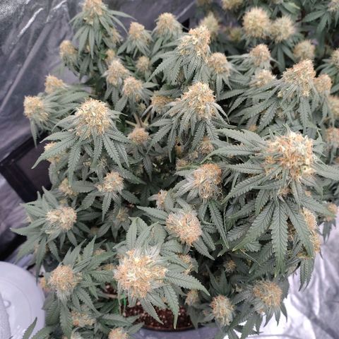 Slurricane growlog timeline photo