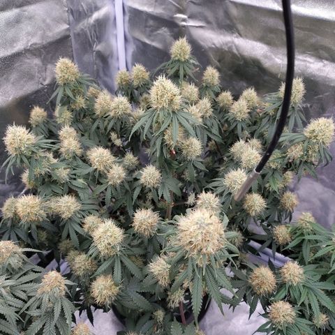 Slurricane growlog timeline photo