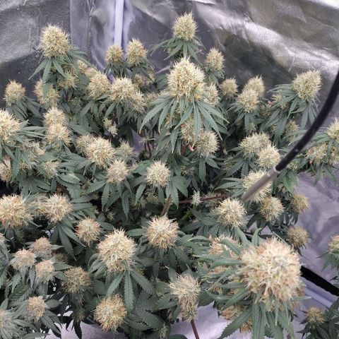 Slurricane growlog timeline photo