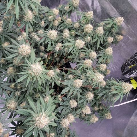 Slurricane growlog timeline photo