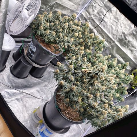 Slurricane growlog timeline photo