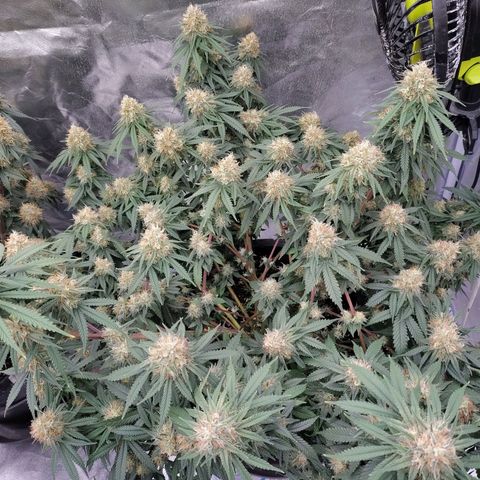 Slurricane growlog timeline photo