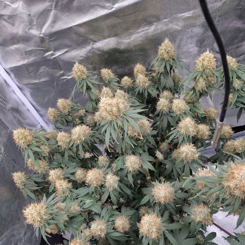 Slurricane growlog timeline photo