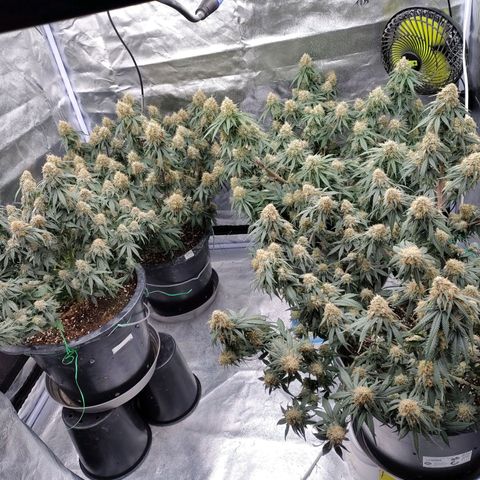 Slurricane growlog timeline photo