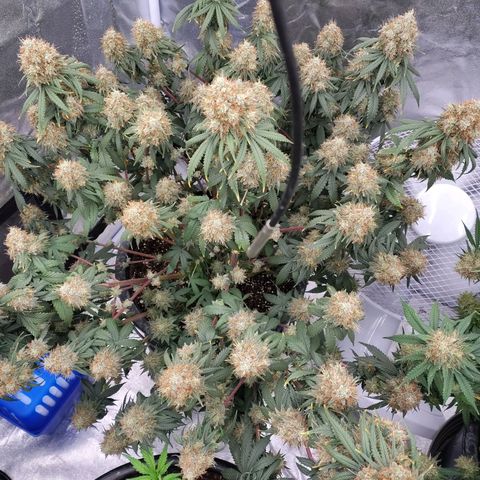 Slurricane growlog timeline photo