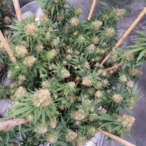 Slurricane growlog timeline photo