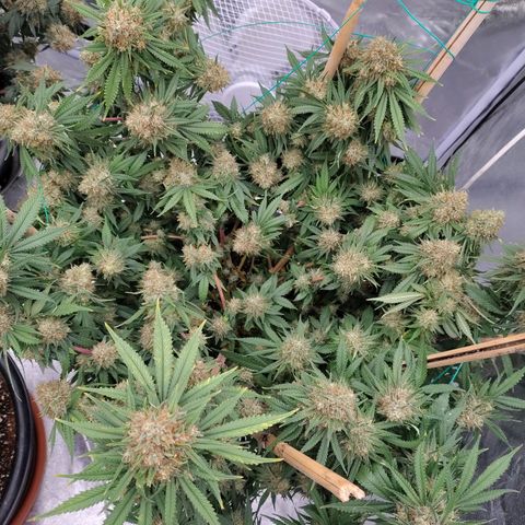 Slurricane growlog timeline photo