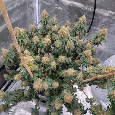 Slurricane growlog timeline photo