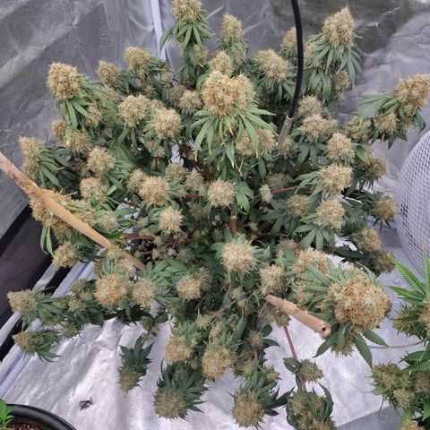 Slurricane growlog timeline photo