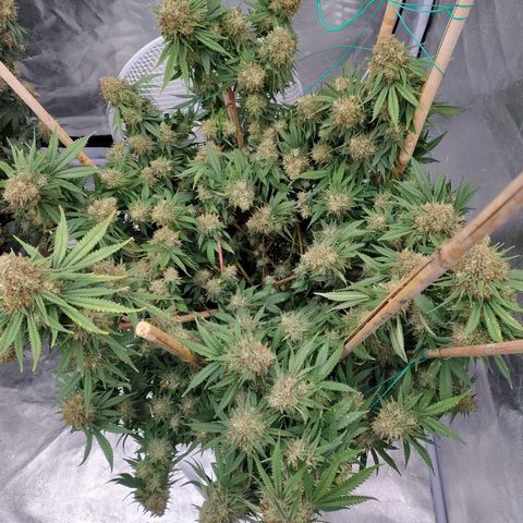 Slurricane growlog timeline photo