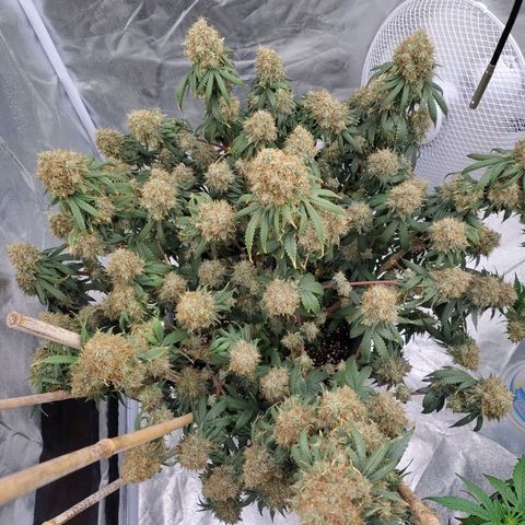 Slurricane growlog timeline photo