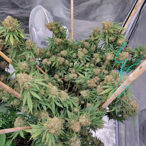 Slurricane growlog timeline photo