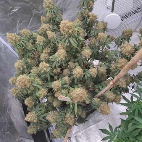 Slurricane growlog timeline photo