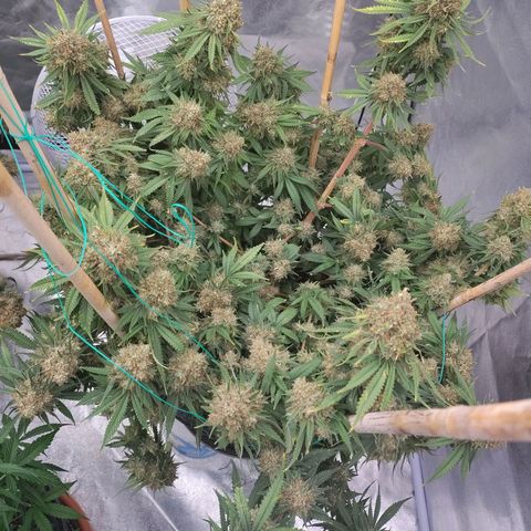 Slurricane growlog timeline photo