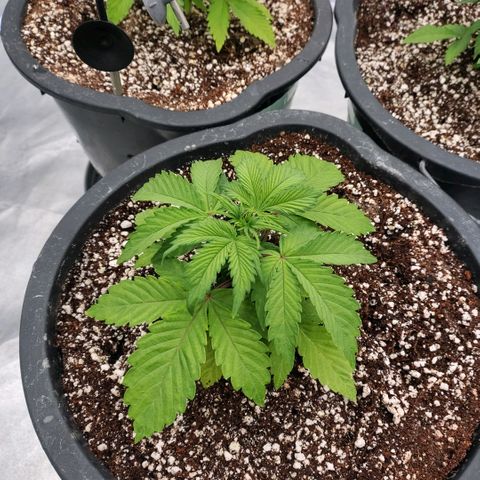 Purple Punch Automatic growlog timeline photo