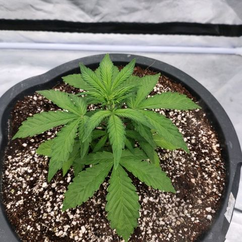 Purple Punch Automatic growlog timeline photo