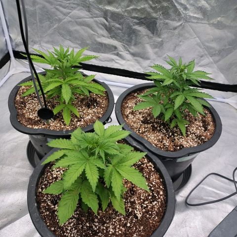 Purple Punch Automatic growlog timeline photo