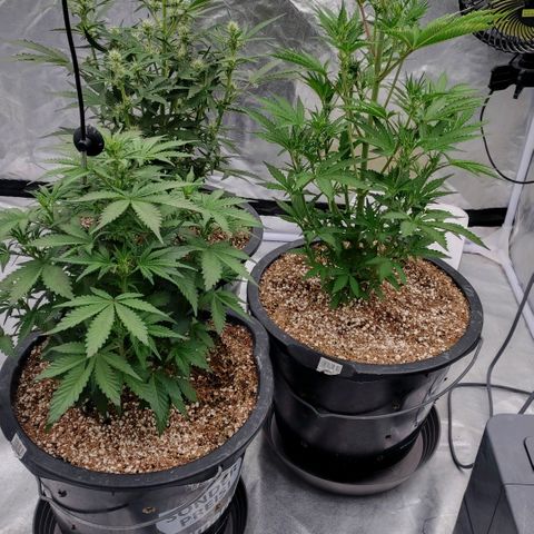 Purple Punch Automatic growlog timeline photo