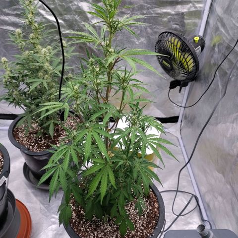 Purple Punch Automatic growlog timeline photo