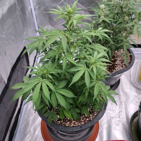 Purple Punch Automatic growlog timeline photo