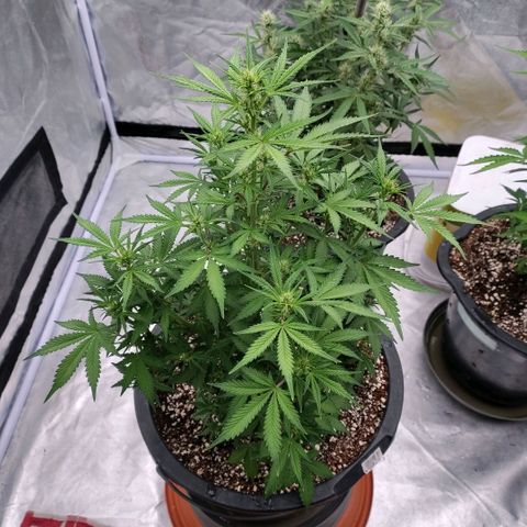 Purple Punch Automatic growlog timeline photo