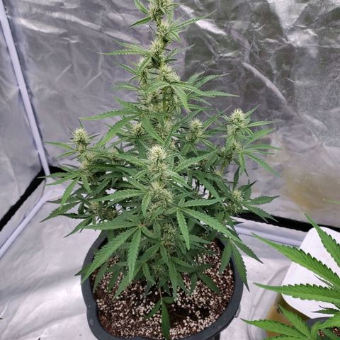 Purple Punch Automatic growlog timeline photo