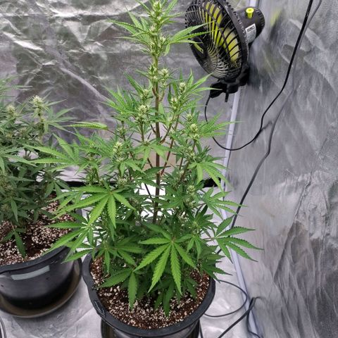 Purple Punch Automatic growlog timeline photo