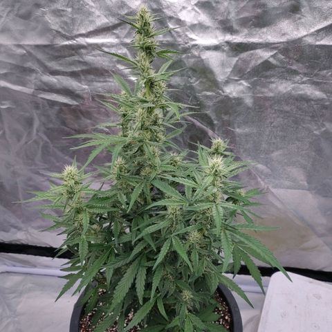 Purple Punch Automatic growlog timeline photo