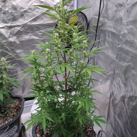 Purple Punch Automatic growlog timeline photo