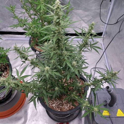 Purple Punch Automatic growlog timeline photo