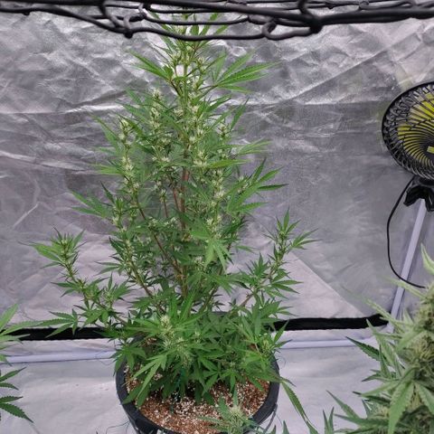 Purple Punch Automatic growlog timeline photo