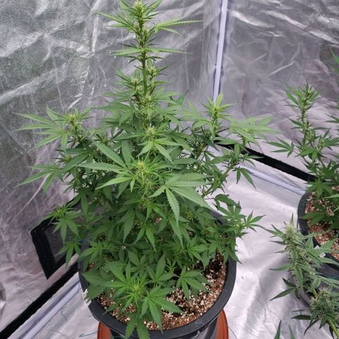 Purple Punch Automatic growlog timeline photo