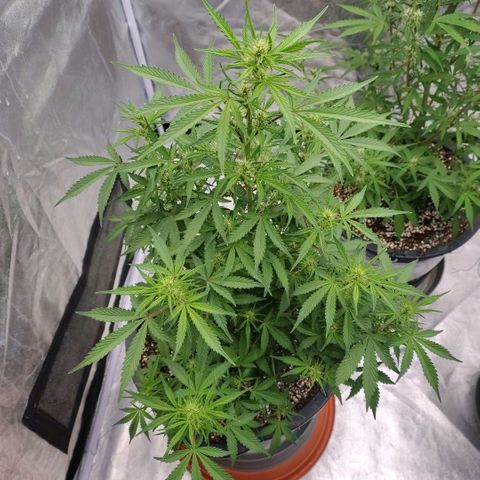 Purple Punch Automatic growlog timeline photo