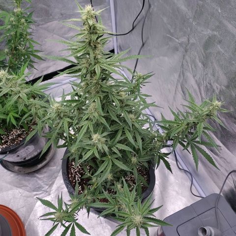 Purple Punch Automatic growlog timeline photo