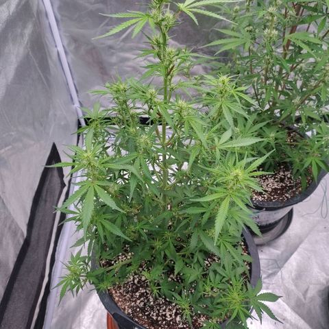 Purple Punch Automatic growlog photo: Entlaubt 