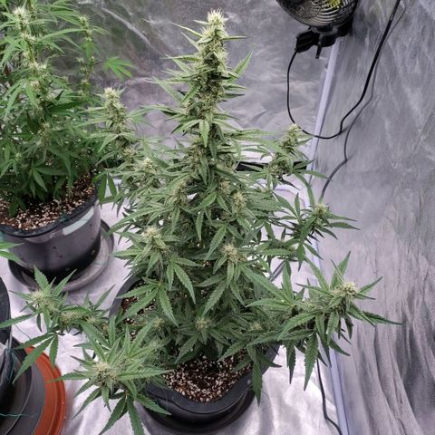 Purple Punch Automatic growlog timeline photo