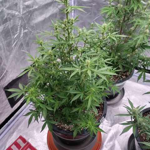 Purple Punch Automatic growlog timeline photo