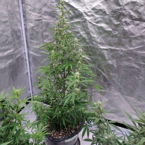 Purple Punch Automatic growlog timeline photo