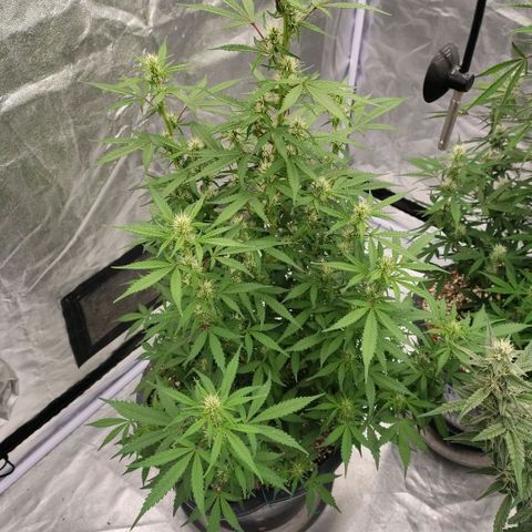 Purple Punch Automatic growlog timeline photo