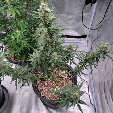 Purple Punch Automatic growlog timeline photo