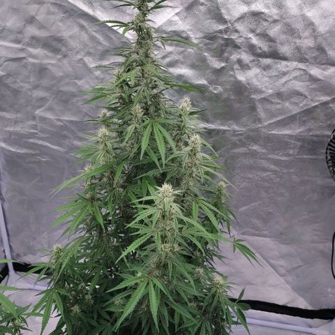 Purple Punch Automatic growlog timeline photo