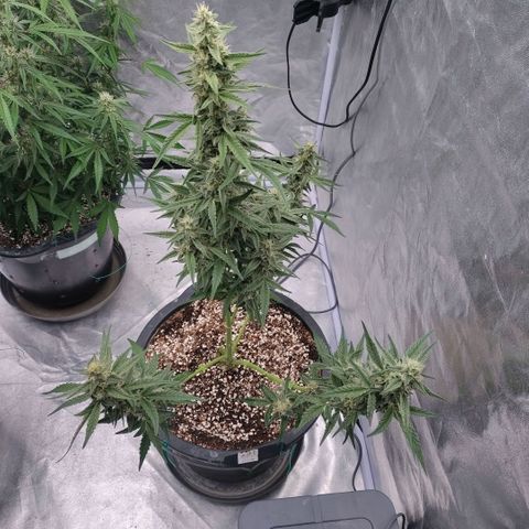 Purple Punch Automatic growlog timeline photo