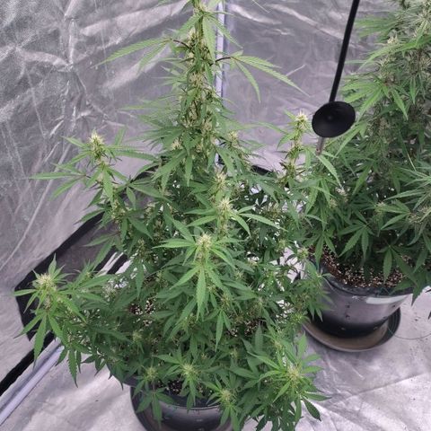 Purple Punch Automatic growlog timeline photo